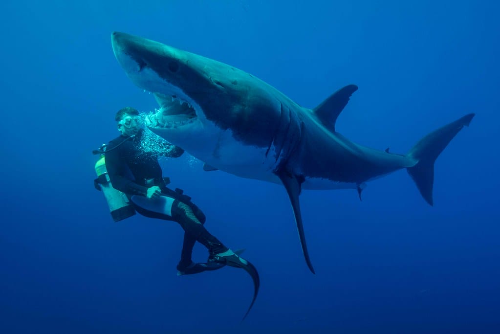 Le requin 'écarte suite à la poussée latérale du plongeur - Photo Jean-marie Ghislain