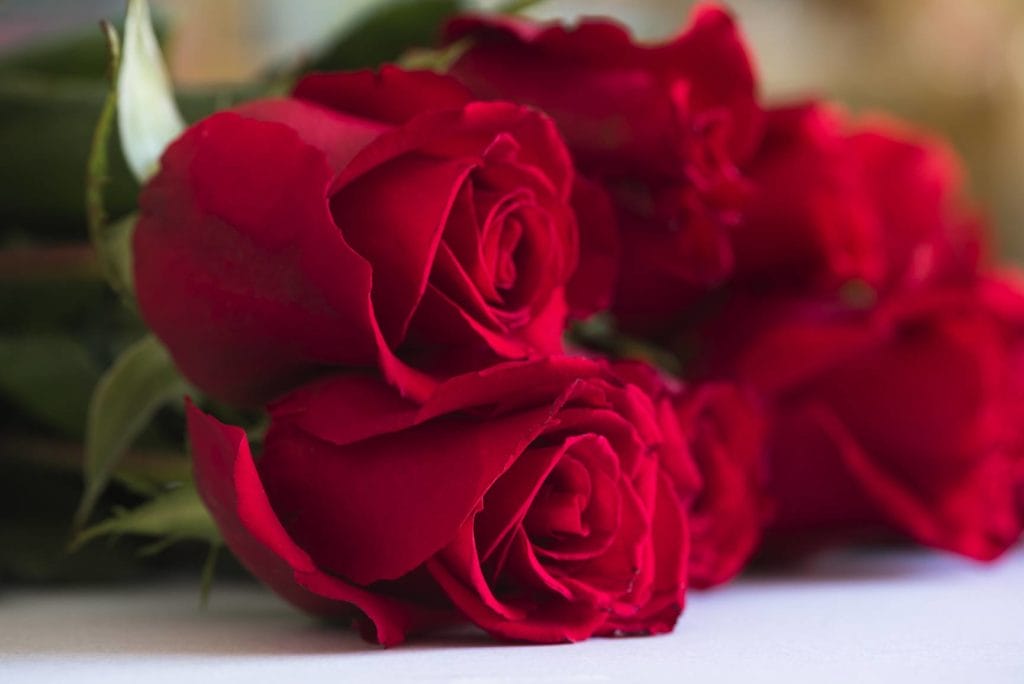 Les roses rouges, symbole de l'amour passion.