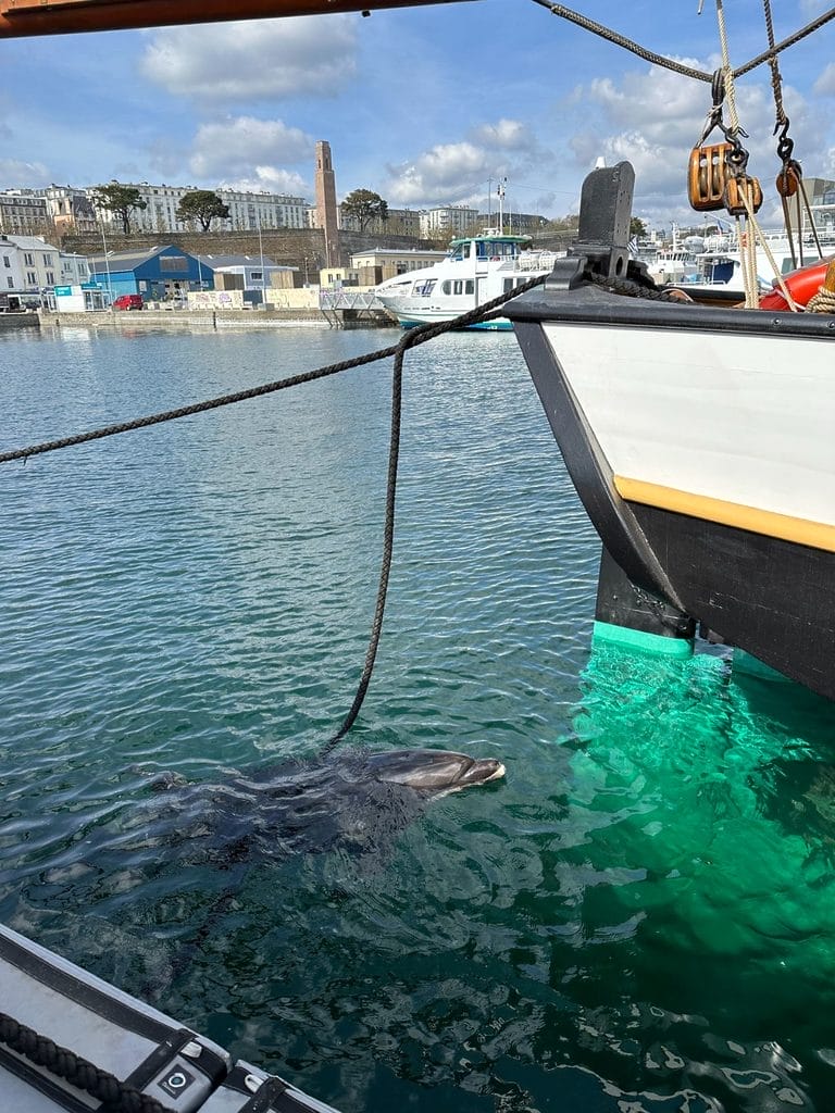 Randy, le dauphin très célèbre du port de Brest